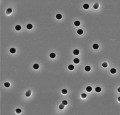 Polycarbonate membrane