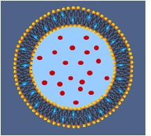 1st-generation-liposome.jpg