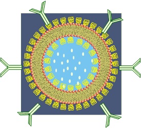 3rd-generation-liposome.jpg