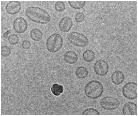doxil-cryo-em.jpg